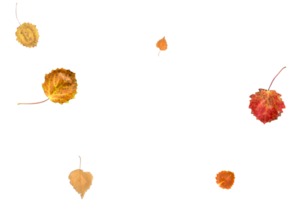 Real autumn leaves in natural colors. png