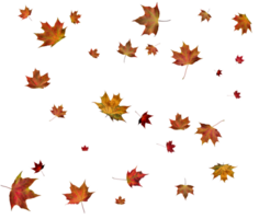 Background with autumn maple leaves. png