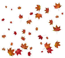 Background with autumn maple leaves. png