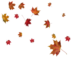 Hintergrund mit Herbst Ahorn Blätter png