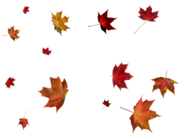 Backdrop with autumn maple leaves png