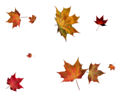 Backdrop with autumn maple leaves png