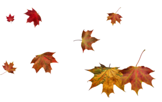 Hintergrund mit Herbst Ahorn Blätter png