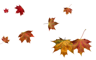 Backdrop with autumn maple leaves png