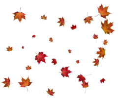 Autumn maple leaves. png