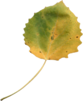 Autumn aspen leaf. png