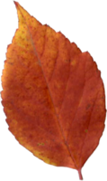 Beautiful autumn leaf. png