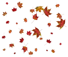 Background with autumn maple leaves. png