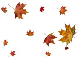 Backdrop with autumn maple leaves png