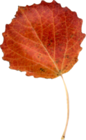 autunno pioppo tremolo foglia. png