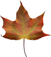 Autumn maple leaf. png