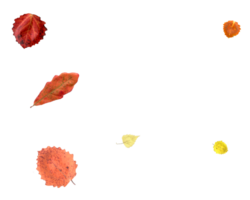 Real autumn leaves in natural colors. png