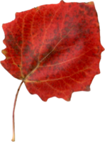 Autumn aspen leaf. png