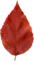 magnifique l'automne feuille. png