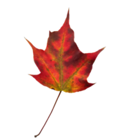 Autumn maple leaf. png