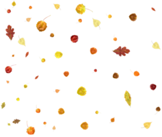 Colorful autumn leaves. png