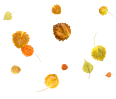 Bright and colorful falling autumn leaves. png