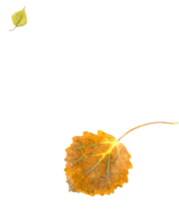 Bright autumn leaves, natural colors. png