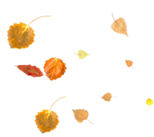 real otoño hojas en natural colores. png