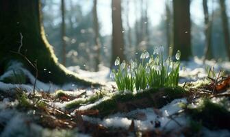 AI generated Beautiful snowdrop flowers growing in forest, closeup. Early spring. Selective focus, bokeh light photo