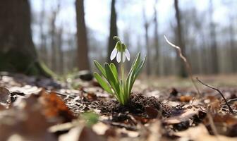 AI generated Beautiful snowdrop flowers growing in forest, closeup. Early spring. Selective focus, bokeh light photo