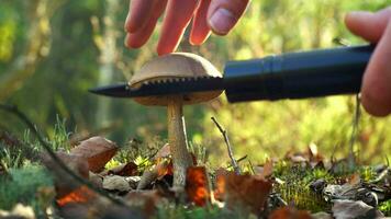 een paddestoel picker bezuinigingen een paddestoel met een mes in de Woud. verzamelen champignons in herfst. een boswachter Aan een stil jacht. hand- en hoed van een boletus paddestoel detailopname. val. mos en mycelium video