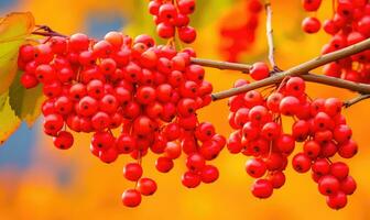 AI generated Cluster of ripe red berries hanging from branches amid vibrant autumn foliage A branch of red rowan photo