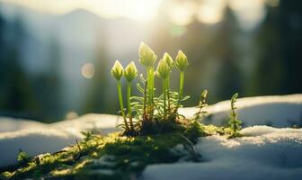 AI generated Beautiful snowdrop flowers growing in forest, closeup. Early spring. Selective focus, bokeh light photo