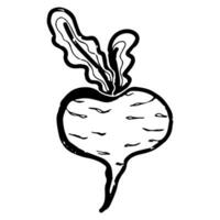 a black and white drawing of a beetroot vector