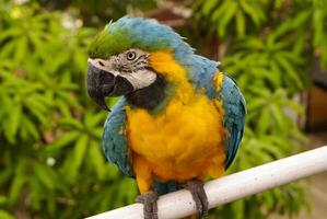 The potrait of Blue  Gold Macaw photo