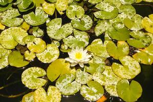 The pattern of large lotus leafs floating on pond photo