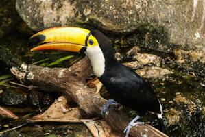 Colorful tucan in the aviary photo