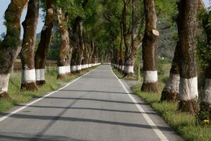 Road of green trees during spring time in the Portugal photo