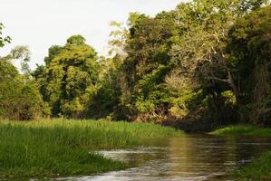 A river and beautiful trees in a rainforest Peru photo