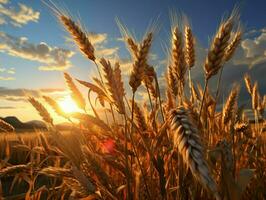 ai generado trigo campos con un hermosa puesta de sol vista. generativo ai foto