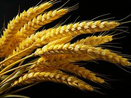 AI generated Yellow Wheat Ears Isolated on Black Background. Wheat Grains. Generative AI photo