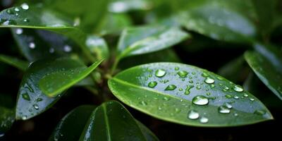 AI generated Fresh Green Leaves with Water Droplets. Close Up of Leaf with Raindrops. Generative AI photo