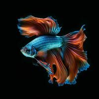 AI generated Beautiful Siamese Fighting Fish. Close Up of Betta Fish Isolated on Black Background. Generative AI photo