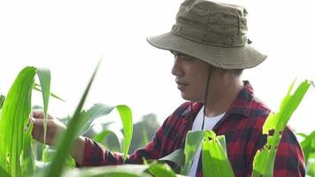 Young farmer uses tablet to inspect corn leaves in corn farm video