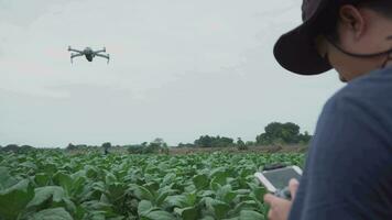 une Nouveau génération de Les agriculteurs les usages drones à inspecter le tabac feuilles à leur médicament fermes. video