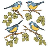 Small tit birds and branches vector