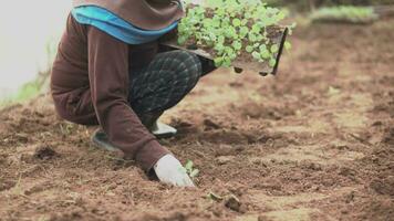 fermer de Les agriculteurs' mains plantation des légumes Extérieur sol jeune arbre video