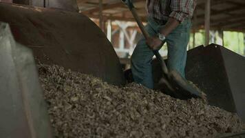 Wagyu farm owner Testing mixed feed for Wagyu cows video