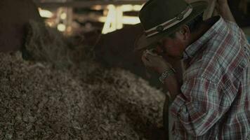 wagyu Bauernhof Inhaber testen gemischt Futter zum wagyu Kühe video
