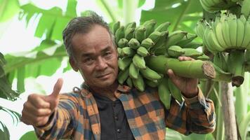 asiatico anziano contadino Lavorando nel il Banana azienda agricola. ritratto di Sambuco uomo sorridente per telecamera con contento viso. vecchio anziano ma ancora salutare e forte Salute, vivente con felicità concetto. video