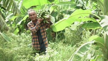 asiatisch Senior Farmer Arbeiten im das Banane Bauernhof. video