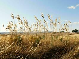 AI generated Prairies Grasses with Blue Sky View. Grass on Wild Field. Generative AI photo