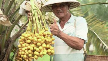 Old Asian farmer with dates proudly facing the camera. Plum Date Select Focus . video