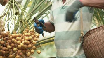 ásia agricultor velho homem colheita maduro datas Palma frutas em mão dentro Fazenda. video