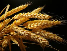 AI generated Yellow Wheat Ears Isolated on Black Background. Wheat Grains. Generative AI photo